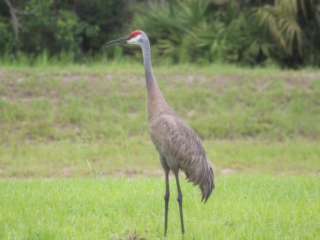 Local wildlife